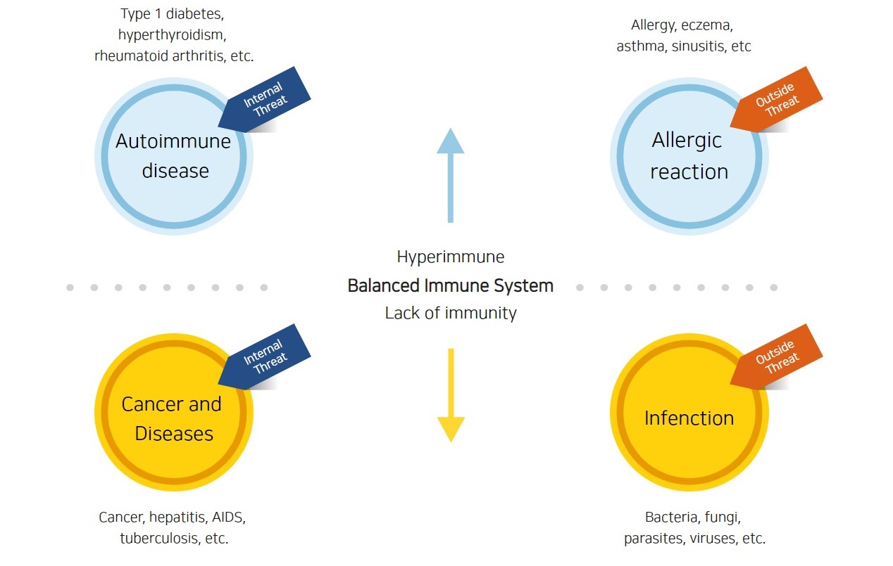 Hyperimmune Balanced Immune System Lack of immunity