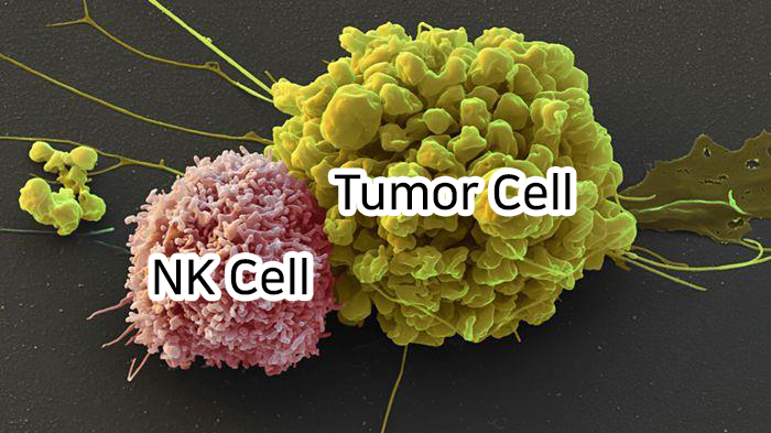Tumor Cell, NK Cell